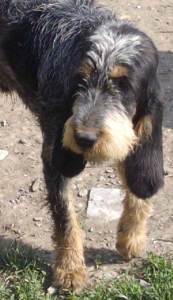 Galopin Des Coteaux De Buzet
